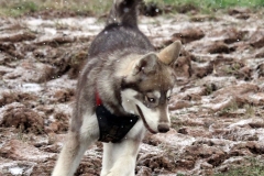 Zausel's Red Rose aka Kira