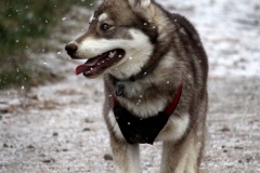 Zausel's Red Rose aka Kira