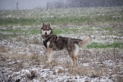 Zausel's Red Rose aka Kira