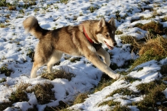 Zausel's Red Rose aka Kira