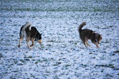 Zausel's Red Rose aka Kira