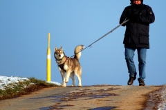 Zausel's Red Rose aka Kira