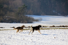 Zausel's Red Rose aka Kira