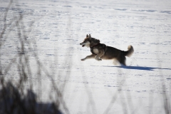 Zausel's Red Rose aka Kira