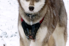 Zausel\'s Red Rose aka Kira