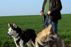 Zausel\'s Red Rose aka Kira