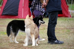 Zausel\'s Red Rose aka Kira