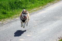 Zausel\'s Red Rose aka Kira