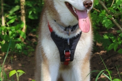 Zausel\'s Red Rose aka Kira