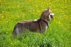 Zausel\'s Red Rose aka Kira