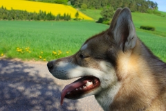 Zausel\'s Red Rose aka Kira