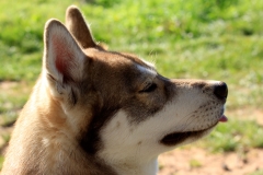 Zausel\'s Red Rose aka Kira