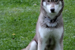 Zausel's Red Rose aka Kira