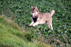 Zausel's Red Rose aka Kira