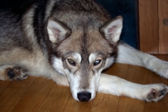 Zausel's Red Rose aka Kira