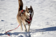 Zausel's Red Rose aka Kira