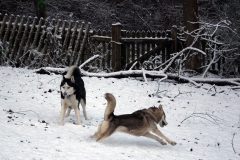 Zausel's Red Rose aka Kira