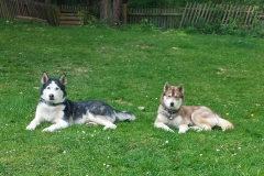 Zausel's Red Rose aka Kira