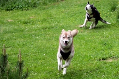 Zausel's Red Rose aka Kira