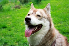 Zausel's Red Rose aka Kira