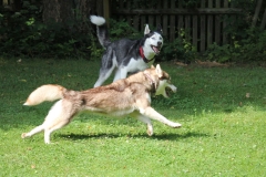 Zausel's Red Rose aka Kira