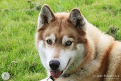 Zausel's Red Rose aka Kira