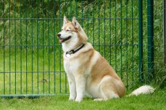 Zausel's Red Rose aka Kira