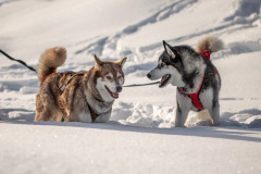 Zausel's Red Rose aka Kira