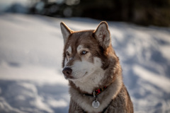 Zausel's Red Rose aka Kira