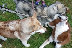 Kira, Nukka & Sammy
