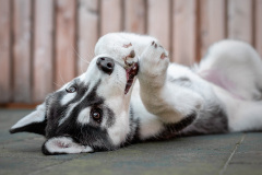 Gloria Of Kahnawake "Skadi"