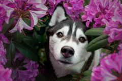 Gloria Of Kahnawake "Skadi"