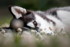 Gloria Of Kahnawake "Skadi"