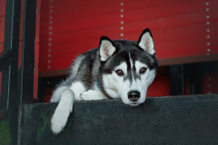 Gloria Of Kahnawake "Skadi"