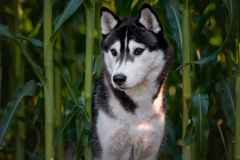 Gloria Of Kahnawake "Skadi"