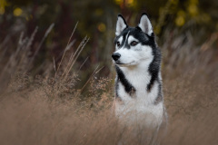 Gloria Of Kahnawake "Skadi"