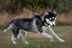 Gloria Of Kahnawake "Skadi"