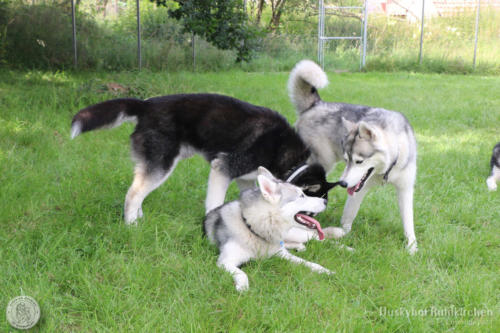 Yuko, Zelda (Clara) und Conan