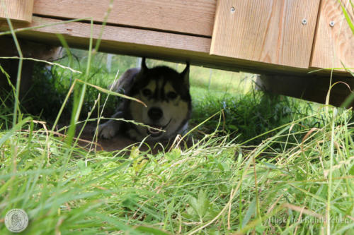 Ezri versteckt sich gern unter der Hütte.