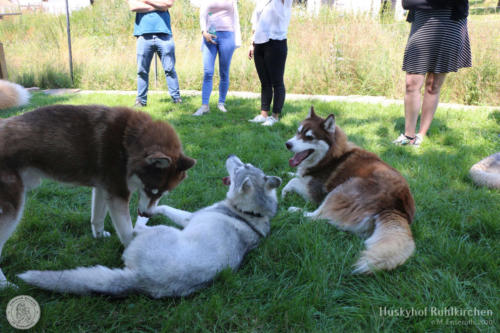 Rot und Weiß: Mato, Zelda und Sammy