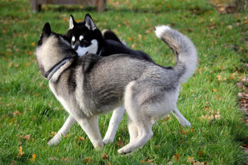Koda und Ezri