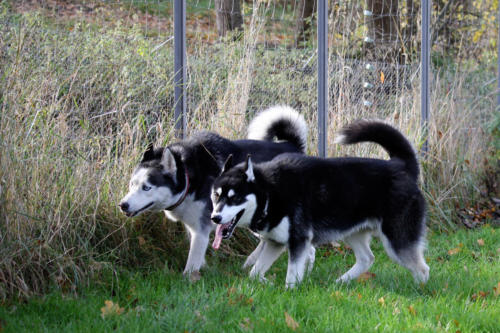 Sisko und Koda