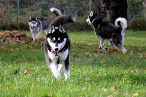 Koda