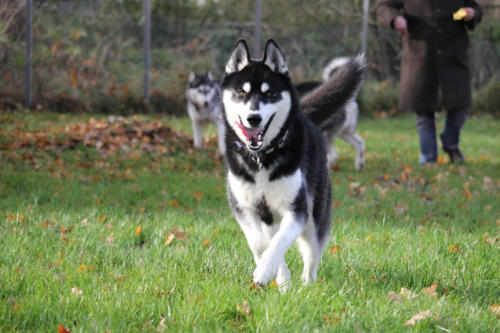 Koda