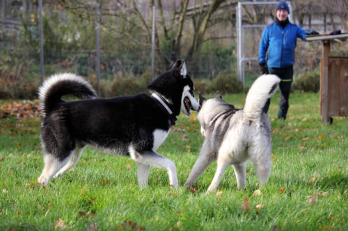 Koda und Ezri