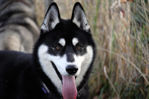 Koda