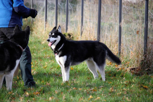 Koda