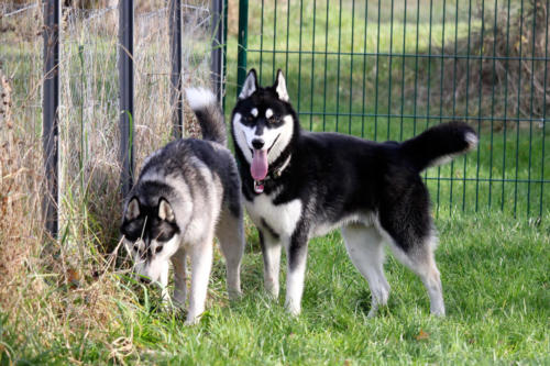 Ezri und Koda