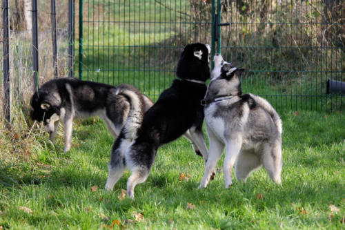 Koda und Ezri