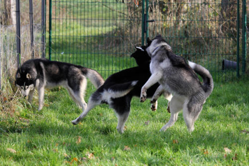 Koda und Ezri